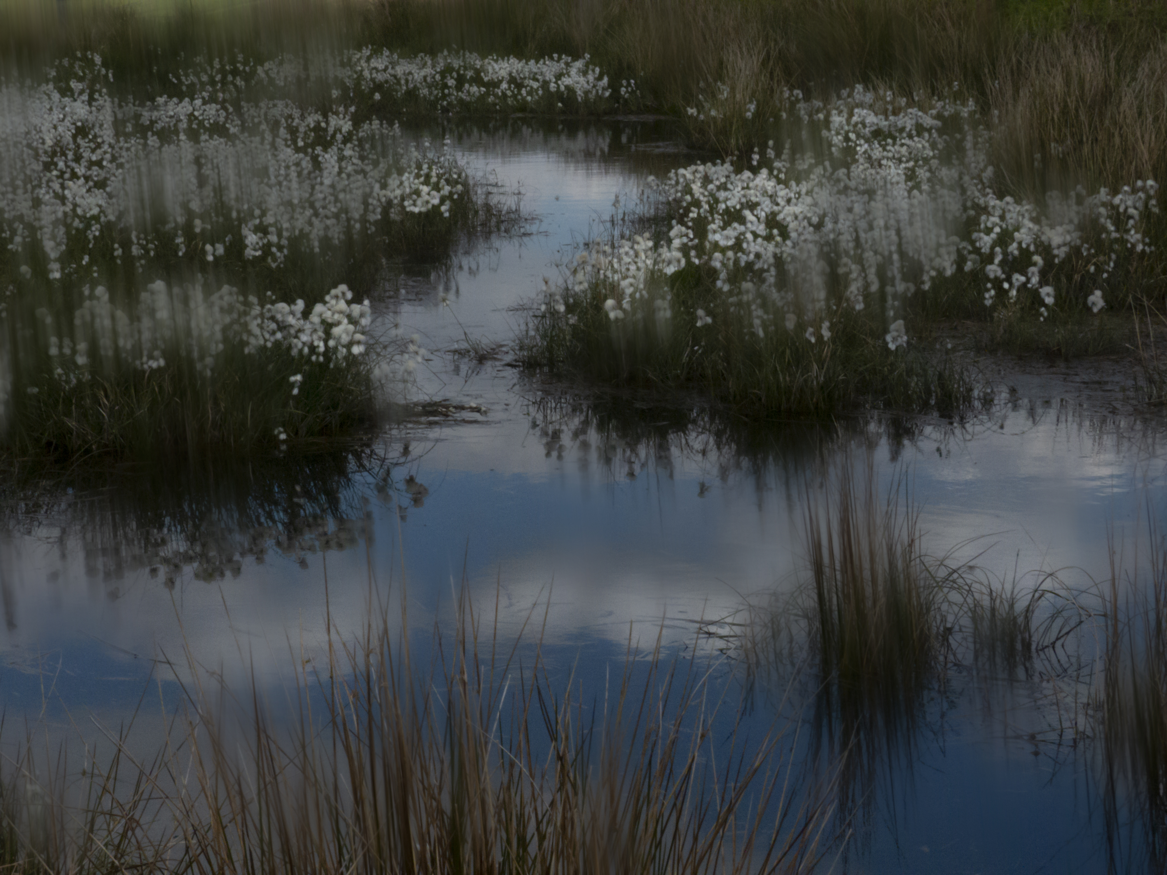 Cotton Grass Pond